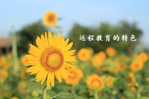 远程教育有哪些特色?远程教育本科学历靠谱吗?