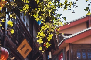 网教本科能申请学位证书吗?考生怎么申请呢?